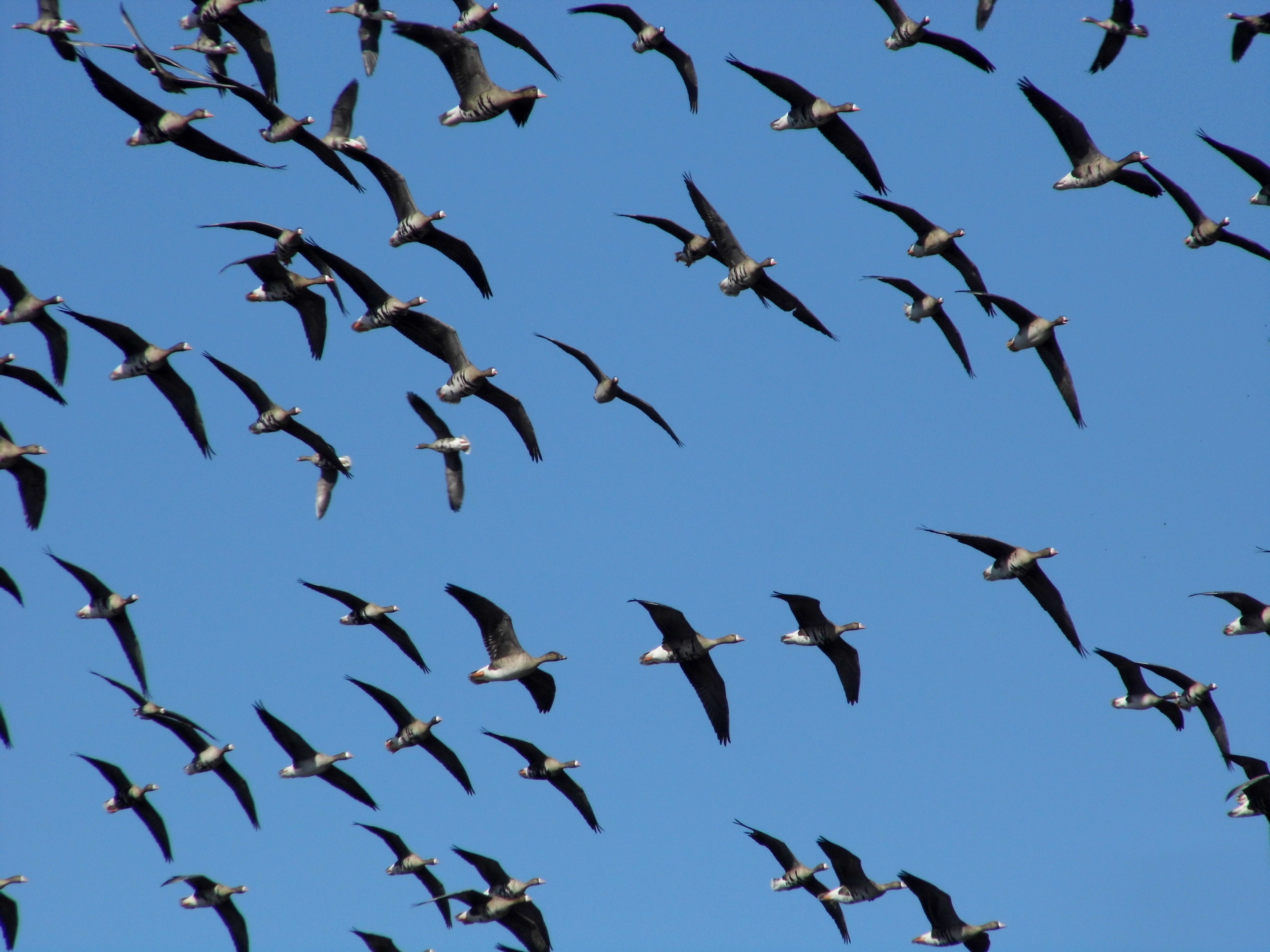 Migratory geese.